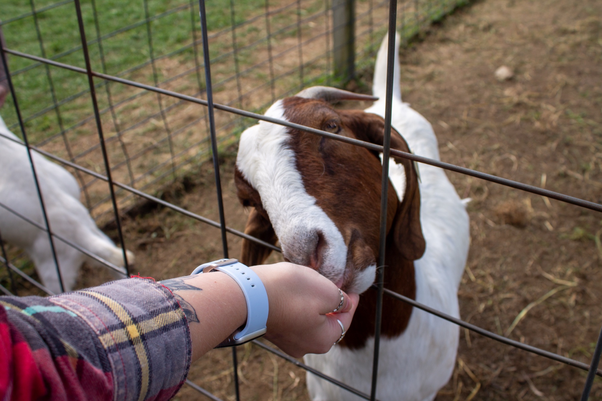 Farm Day — photo 9.